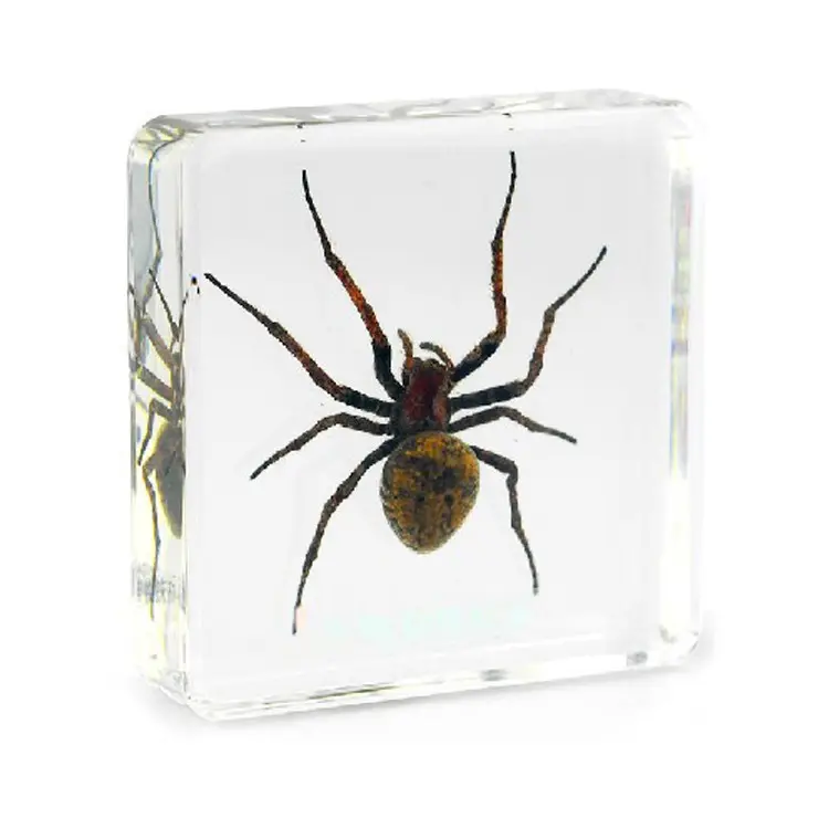 Gerçek örümcek numune kurutulmuş böcek reçine Lucite reçine Paperweight