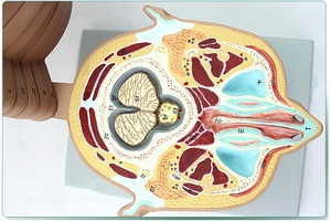 Kopf abschnitt modell Menschliches gehirn anatomisches modell Gehirn transection modell - Product Image 4