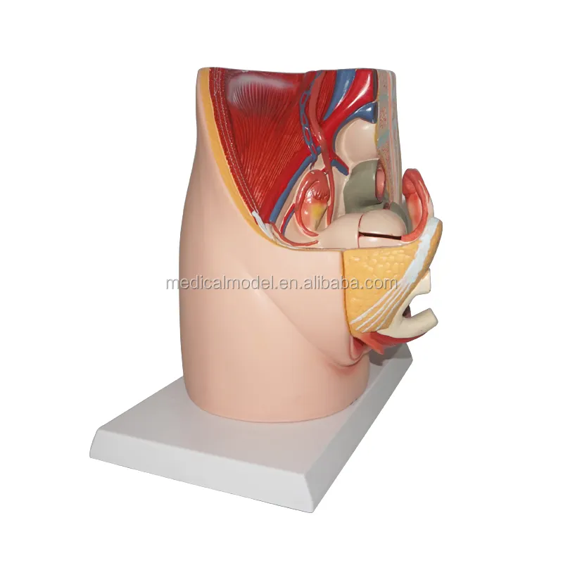 Factory Outlet Human Female Pelvis Section Model(2 Parts)