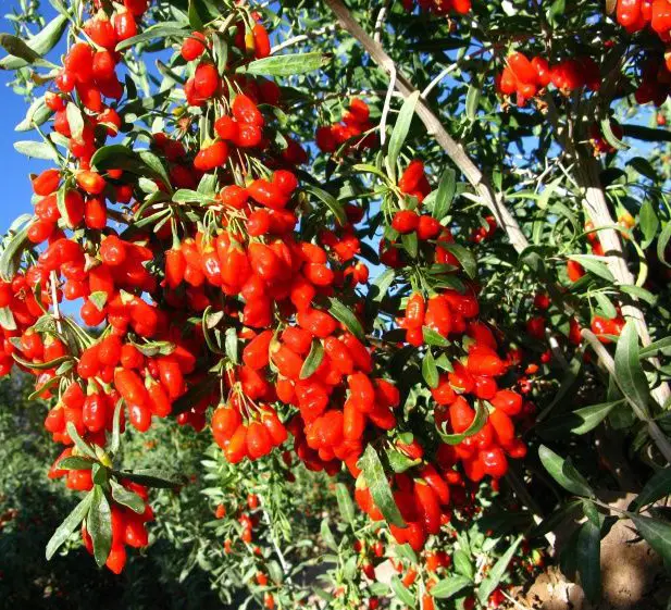 Organic Goji Berries Plant Seeds For Growing Nutrition Goji Wolfberry Fruit