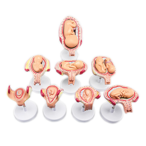 Gelsonlab HSBM-281 8 ขั้นตอนทารกในครรภ์การพัฒนาชุด Embryonic การพัฒนาชุดทารกในครรภ์การพัฒนาชุด - Product Image 2