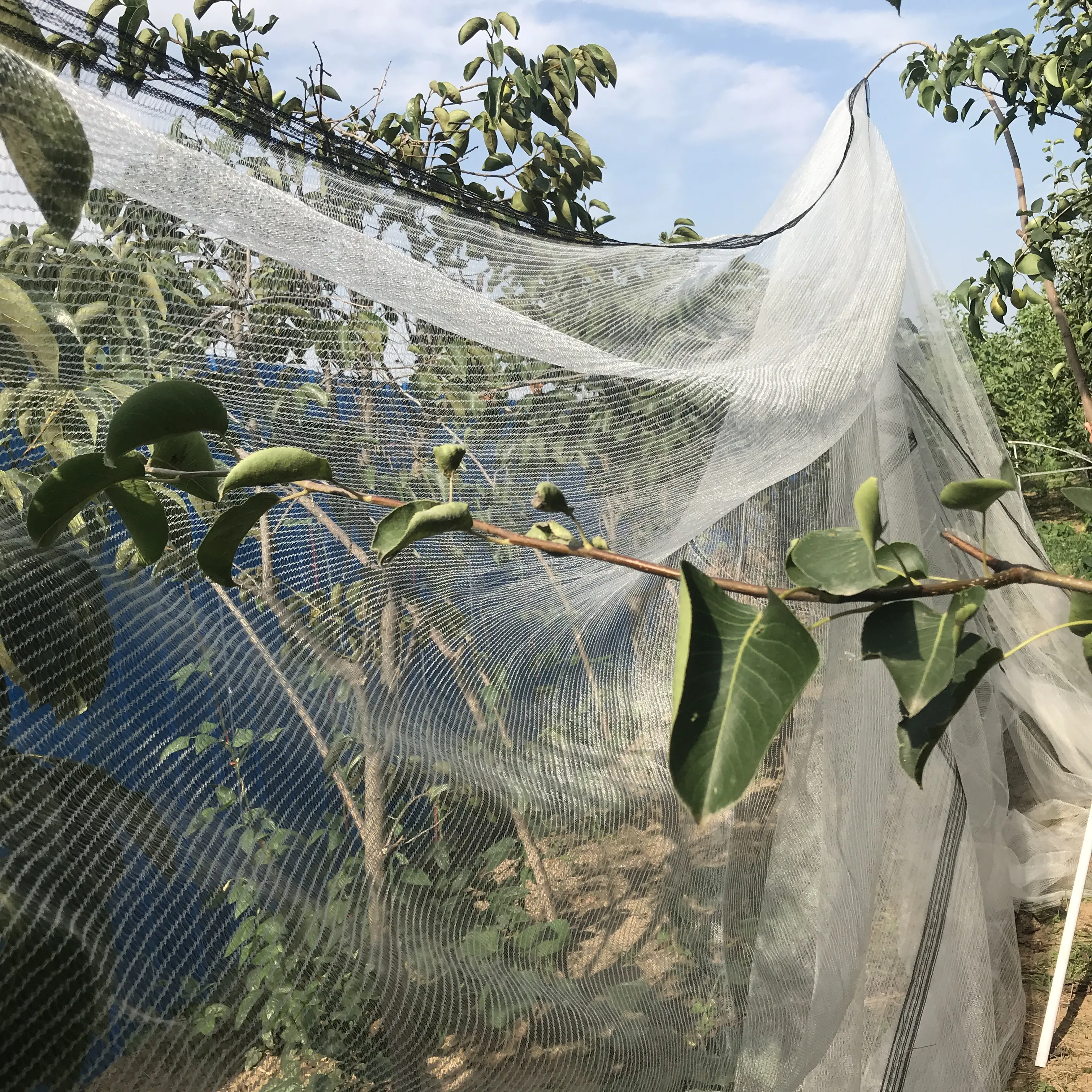 Белая антиградовая сетка для защиты садов, Моноволокно 50 г/м2 60 г/м2, сетка с защитой от птиц
