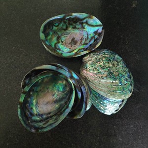 Cilalı yeni zelanda abalone paua kabukları toptan
