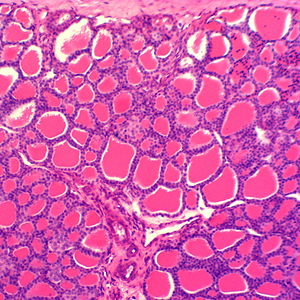 生物学的に準備されたスライドを教える大学の顕微鏡組織学スライドのための教育機器