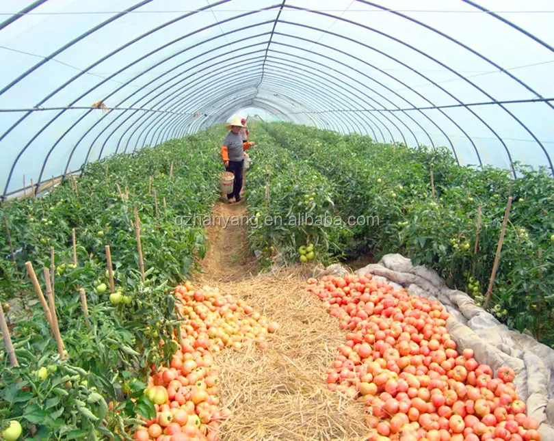 Agriculture Used poly tunnel\plastic film Greenhouse Tent For Sale