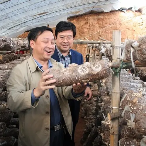 Pleurotus فطر القش التلقيح التعبئة ماكينة حشو آلة التعبئة لالفطر