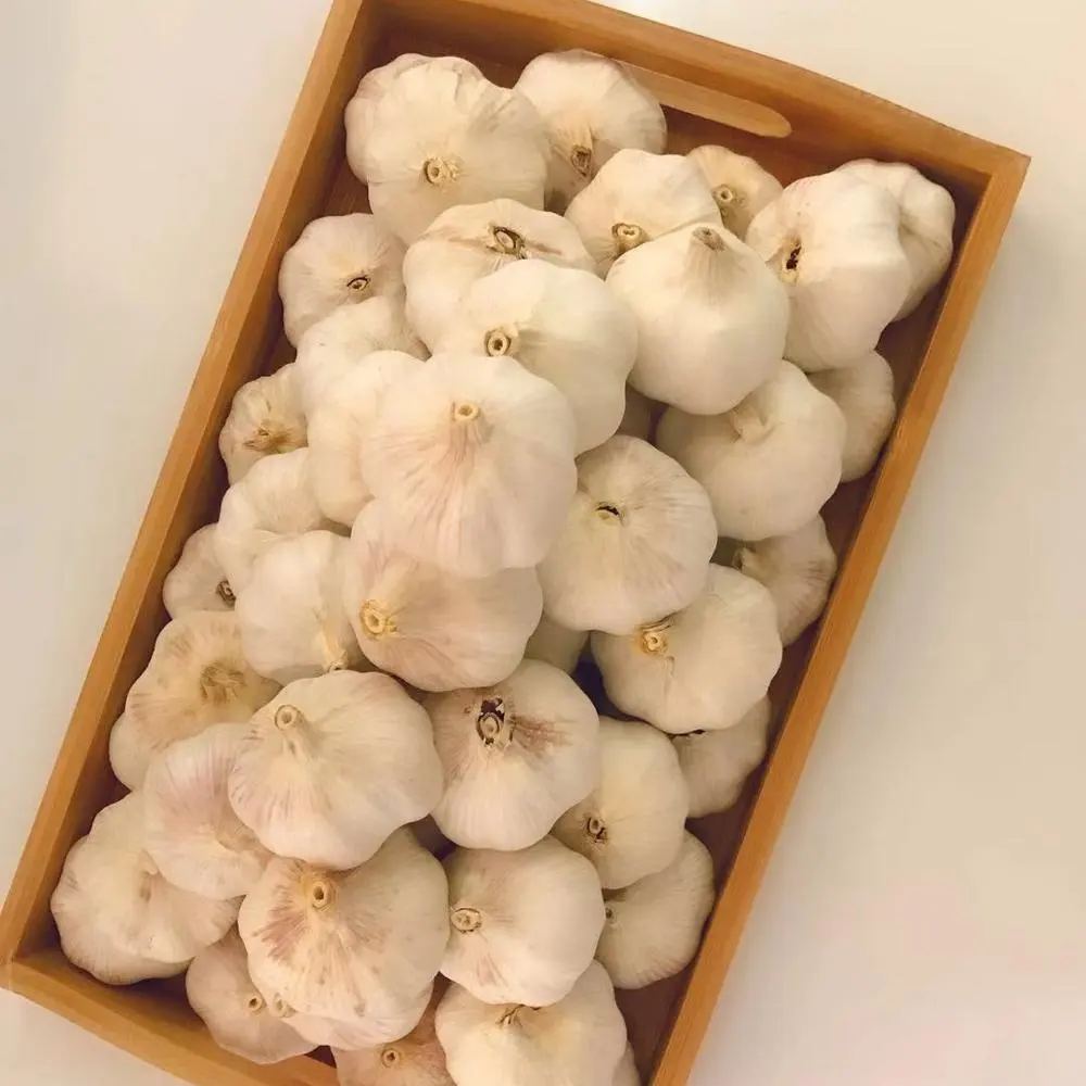 Nova safra aglio ajo thai alho a partir de peru em produtos hortícolas frescos asiático