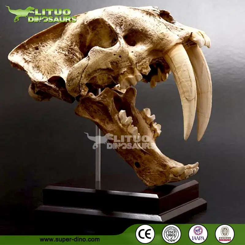 Cráneo de Animal de resina realista, exhibición de museo