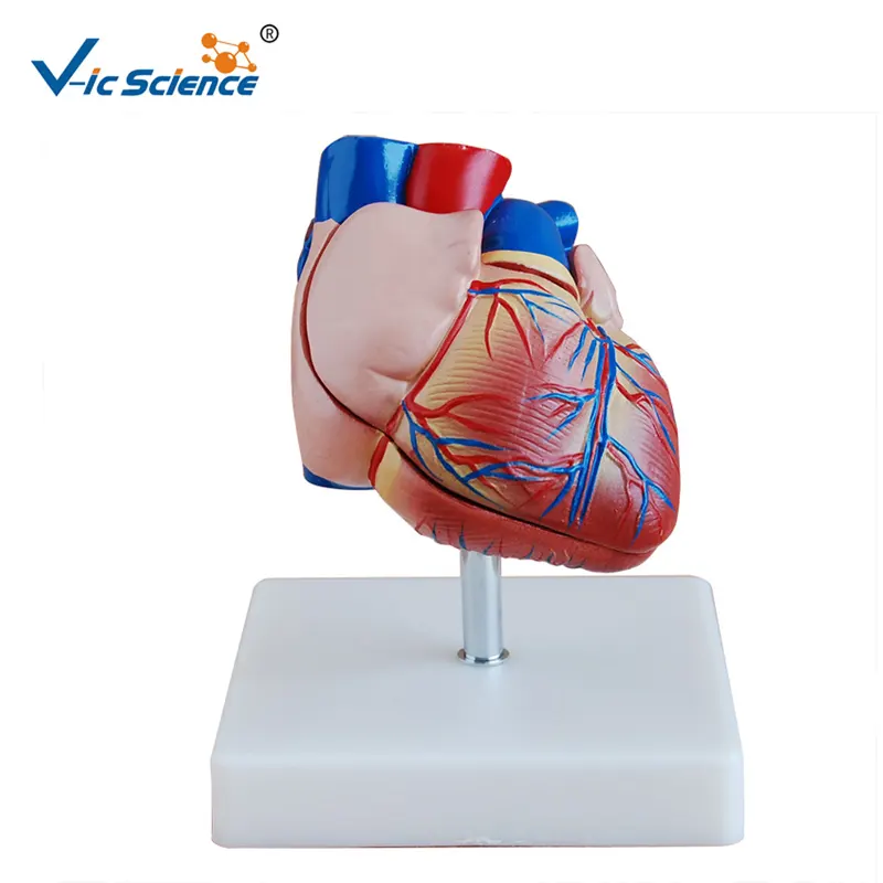 Modelo de anatomia do coração tamanho vida para o estudo