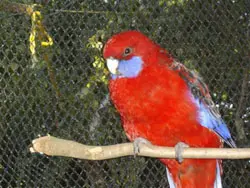 Защитная сетка из Проволочной веревки для попугаев/сетка для попугаев/забор для попугаев из Ара