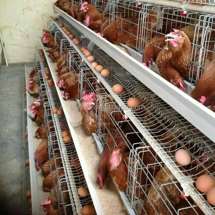 Equipo de granja de aves de corral de varios niveles para gallinas de huevos de capa