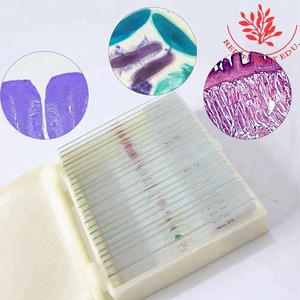 Preparado Microscópio Slide Básico Biológico Ciência Educação Set Crianças Estudantes Biologia Natureza