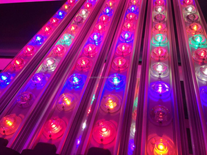 Wholesales 2ft Waterproof Ideagrow Full Spectrum <strong>Led</strong> Grow Light bar / Strip <strong>for</strong> Vertical Farming/aeroponic Growing Systems - Product Image 2
