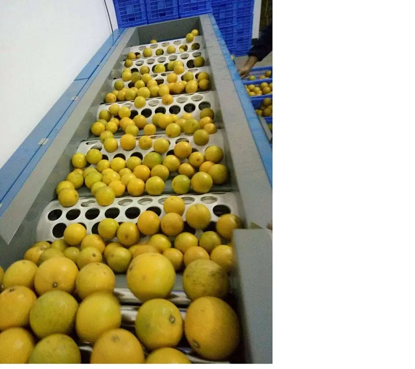 Limón naranja exprimidor tamaño fruta máquina clasificadora clasificador