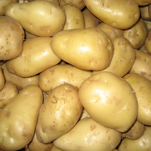 Potato卸売価格 - Product Image 4