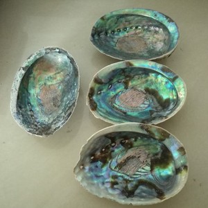 หอยเป๋าฮื้อกลุ่มวัตถุดิบคุณภาพดีในสต็อก Paua Shell ราคาต่ำ - Product Image 5