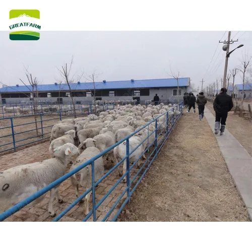 Gran granja moderna diseño de Pakistán, india, la cría de cabras cobertizo ovejas equipo