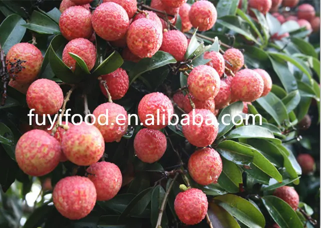 STAGIONALE CINESE FRESH LYCHEE/Sinolychee gruppo Litchi/Cina lychee