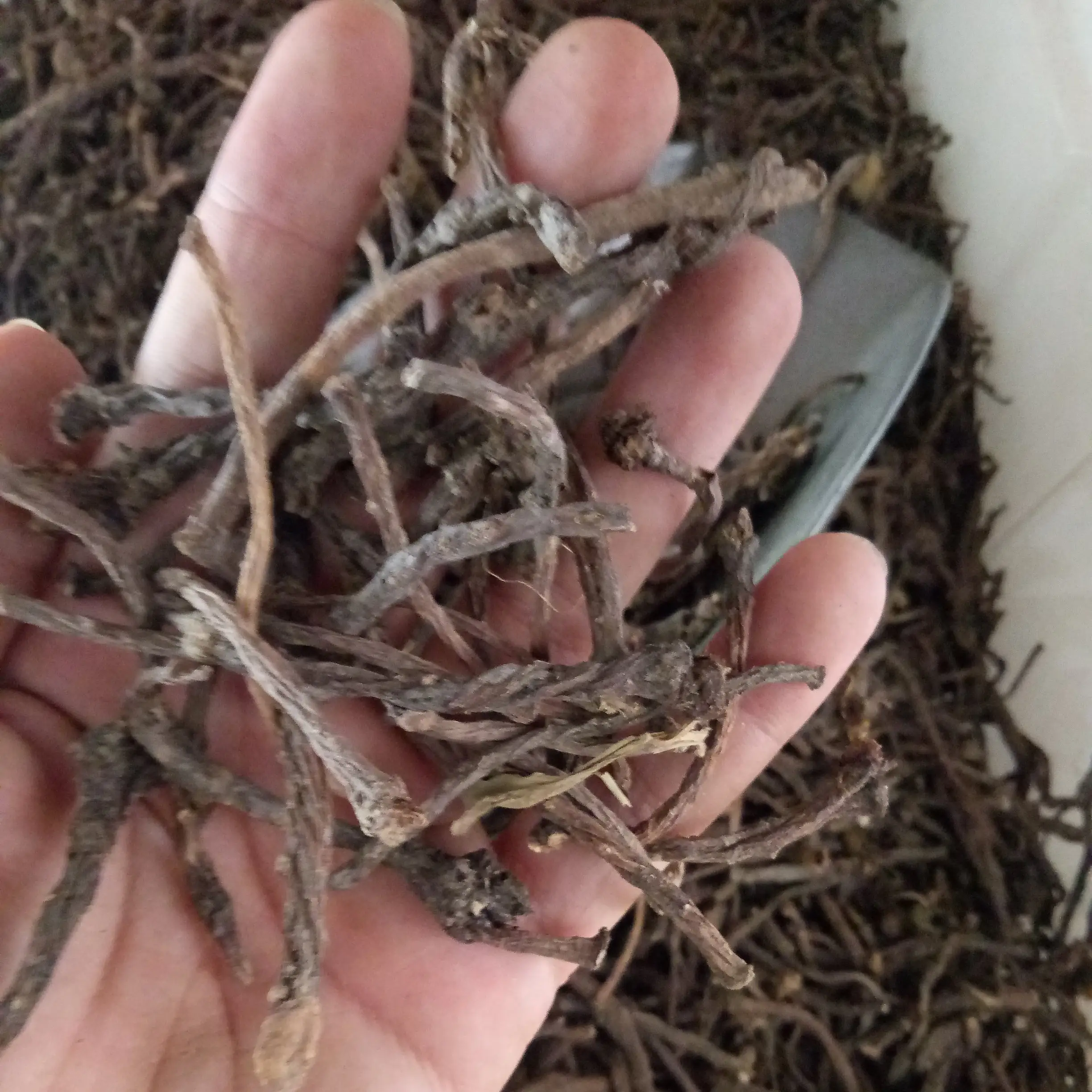 High quality tea dried high quality raw sliced wild Dandelion roots for tea