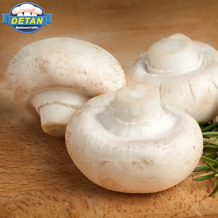 Detan Fresh White Button Mushroom für den Export