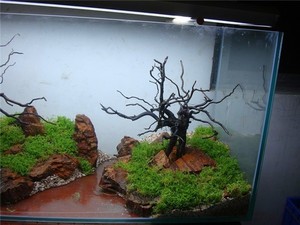 Sản Phẩm Mới 2015 Bán Chạy Nhất Được Lựa Chọn Trang Trí Cảnh Quan Hồ Cá Rễ Cây Đỗ Quyên - Product Image 4