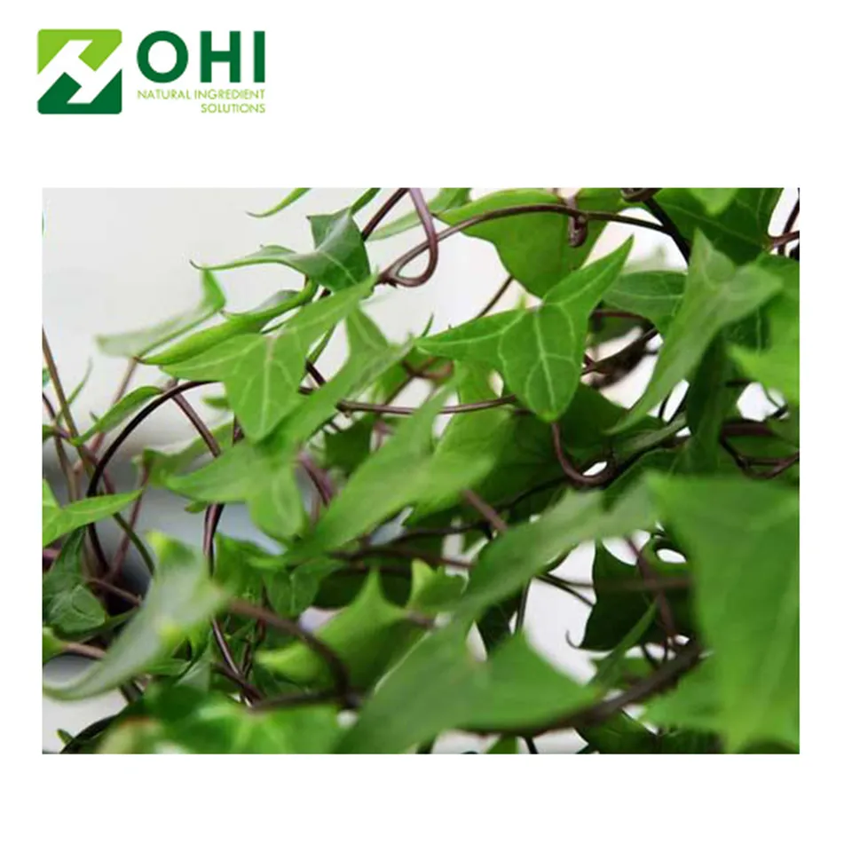 Hedera helix extract 10% organic ivy leaf extract
