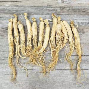 Erkekler için ücretsiz örnek Ginseng doğal toplu Panax Ginseng faydaları - Product Image 5