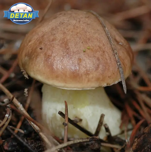 Detan פטריות Boletus פראי טרי Pornici