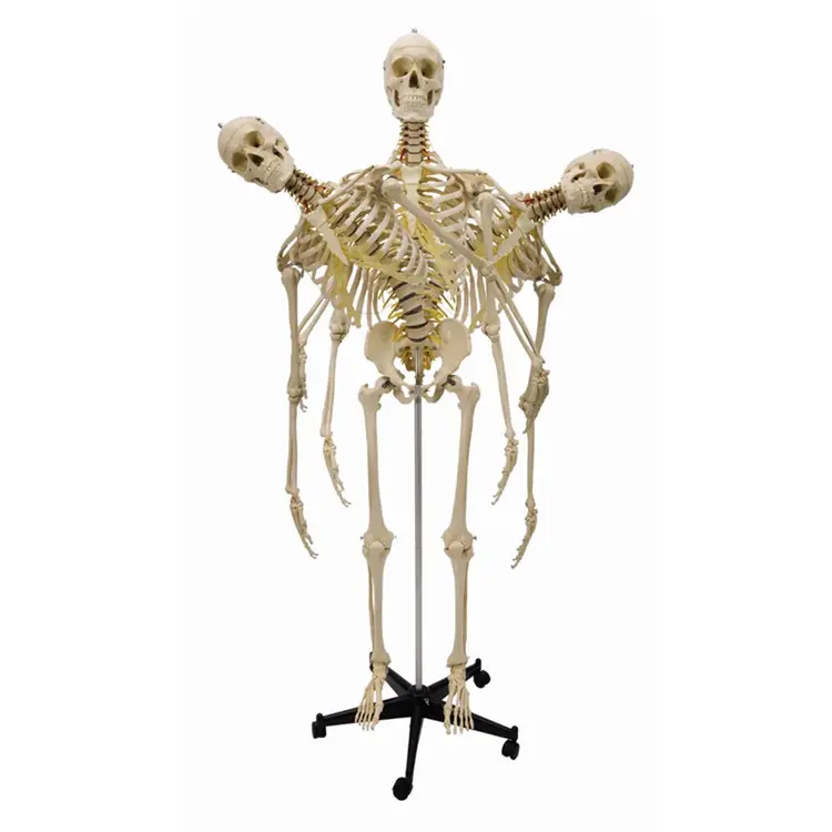 Di alta Qualità di Halloween di plastica a grandezza naturale di scheletro