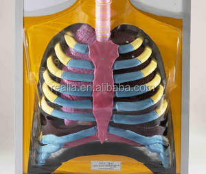 HM-BD-142ระบบทางเดินหายใจของมนุษย์แบบแบบจำลองระบบทางเดินหายใจของมนุษย์
