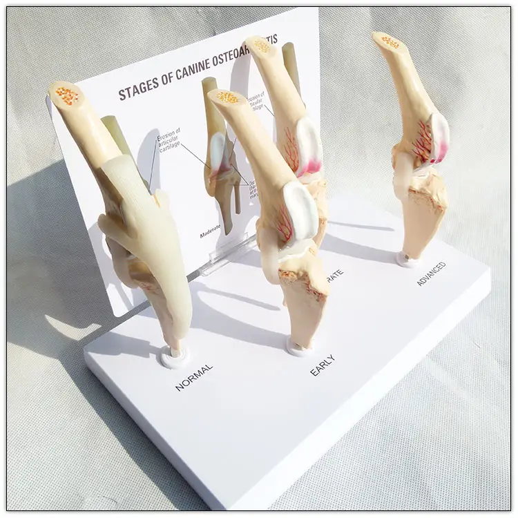 Dog knee joint model Stages of canine osteoporosis model
