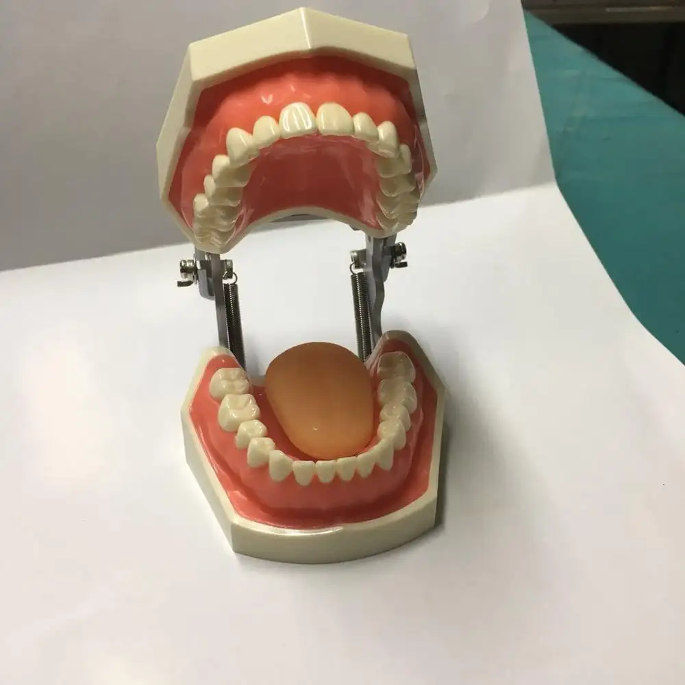 Modelo de dientes reemplazables permanentes estándar, typodont, 28 piezas, modelo de dientes Nissin