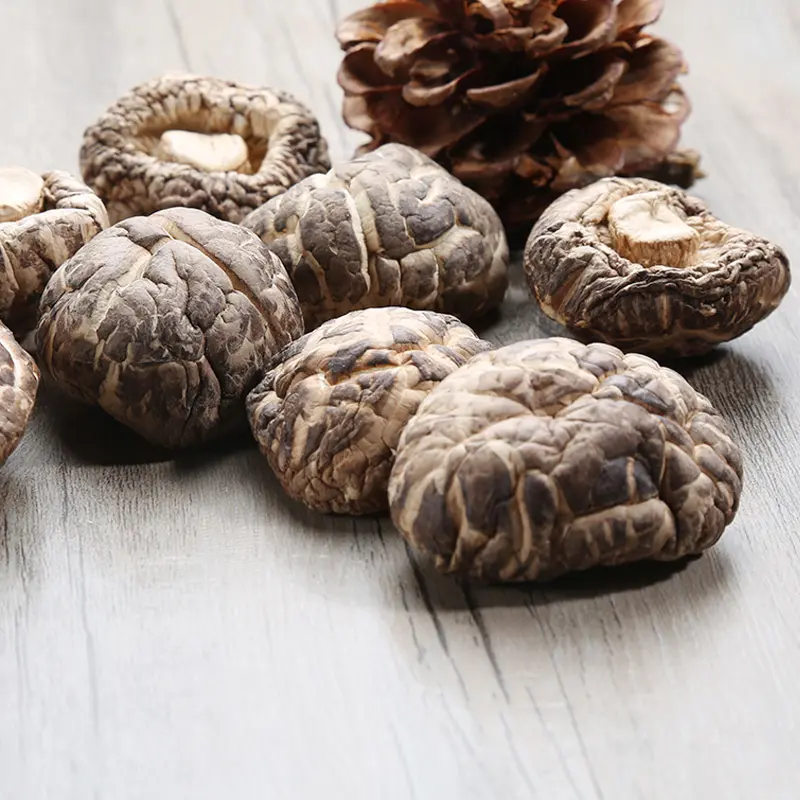 Nấm Shiitake mới