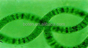 สาหร่ายเกลียวทองเม็ดบาง - Product Image 5