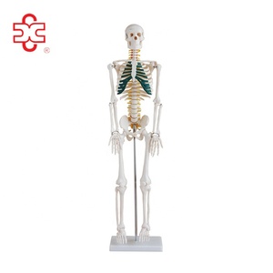 85 cm İnsan Anatomisi İskelet Spinal Sinirler Ile - Product Image 1