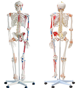 Modelo de PVC de simulación humana, esqueleto humano, modelo de anatomía de 180cm con músculo y ligamento de color - Product Image 1