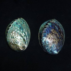 Cilalı yeni zelanda abalone paua kabukları toptan