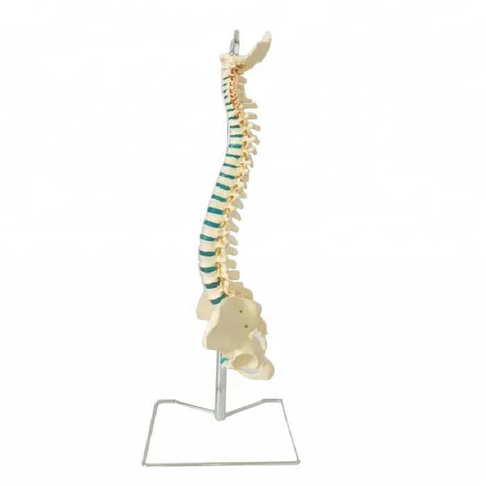 Human Plastic Spine Model