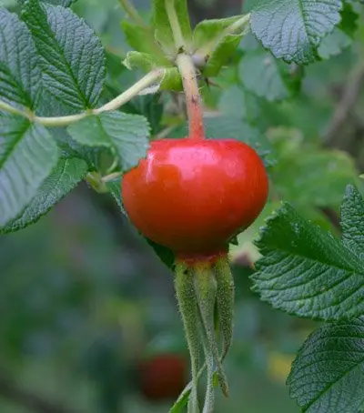 Estratto di rosa canina puro 10:1 polvere di vitamina C estratto di rosa canina polifenoli