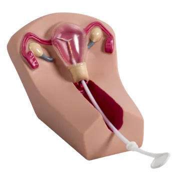 Модель для тренировки внутриуточечного противозачаточного устройства для женщин