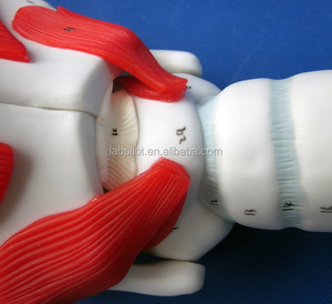 高度なLarynx構造と関数モデル - Product Image 3