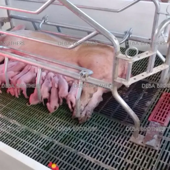 สินค้าใหม่ Pig Farming อุปกรณ์ล่าสุดออกแบบ