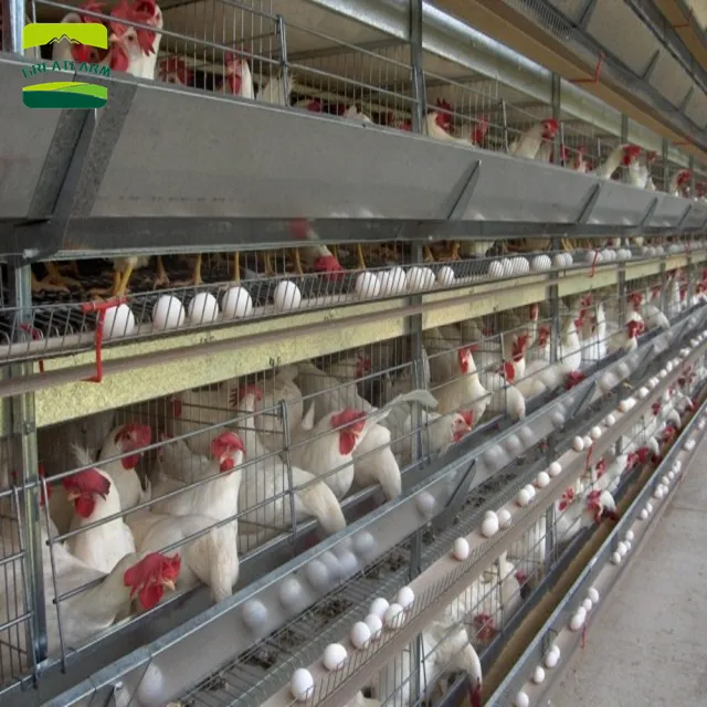 Fabrik Direkt versorgung Bester Preis Ei Legehennen Landwirtschaft Hühner schicht Batterie käfig bereit gestellt Verzinkter Hühnerstall 5 Jahre