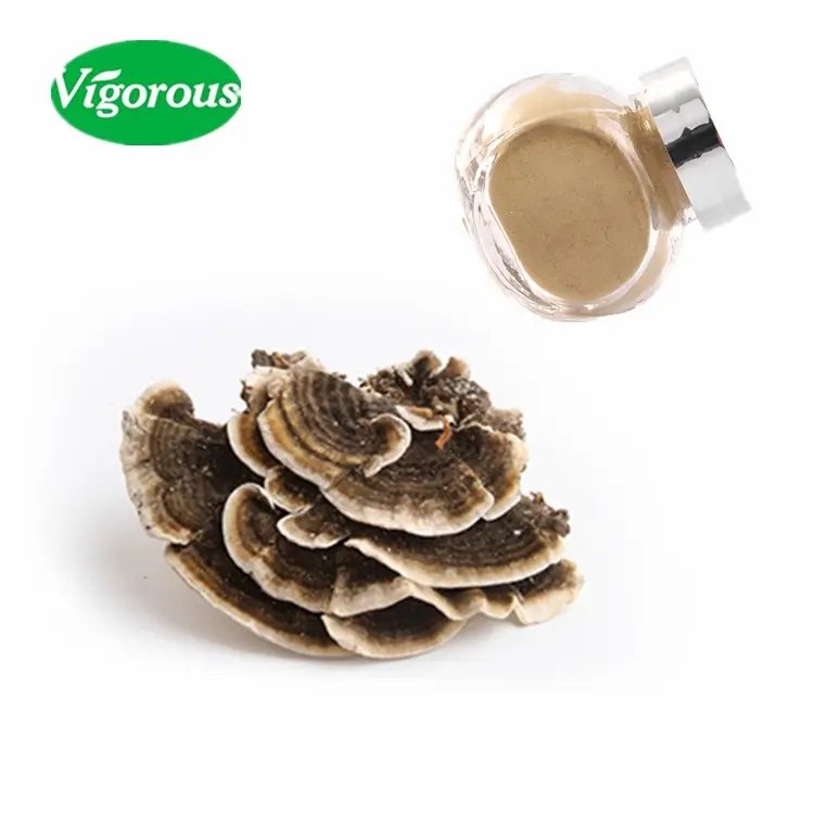 Pó de extrato de cogumelo versicolor coriolus de alta qualidade