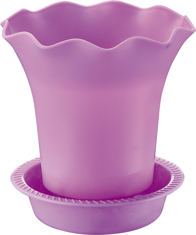 Púrpura