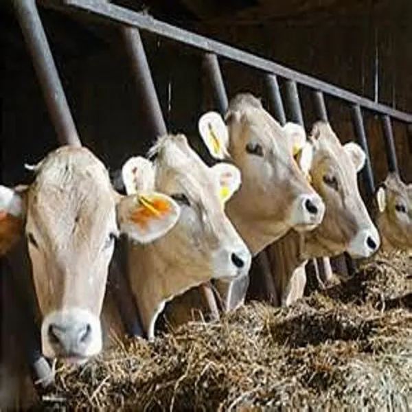 تغذية الحيوانات تغذية البقر 5% بريمكس