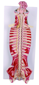 脳、脊髄、脊髄神経と脊柱管の位置関係 - Product Image 1
