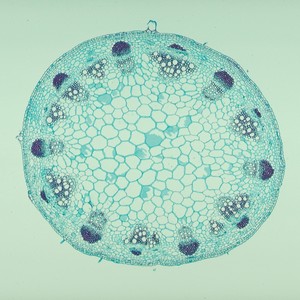 Artículos fijos para cada nivel, estudiantes, estudio de células madre de plantas, portaobjetos de microscopio preparados - Product Image 4