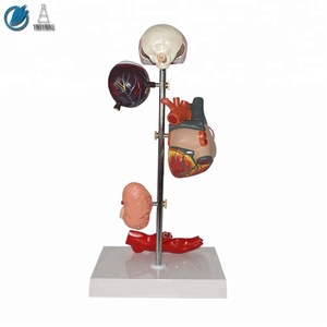 Medical Science Subject <strong>Human</strong> Hypertension Set Model - Product Image 2