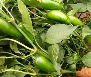 פלפל ג'לפנו מיובש מיובש חם מקסיקו צ'ילי פתיתי גרגירים אבקת